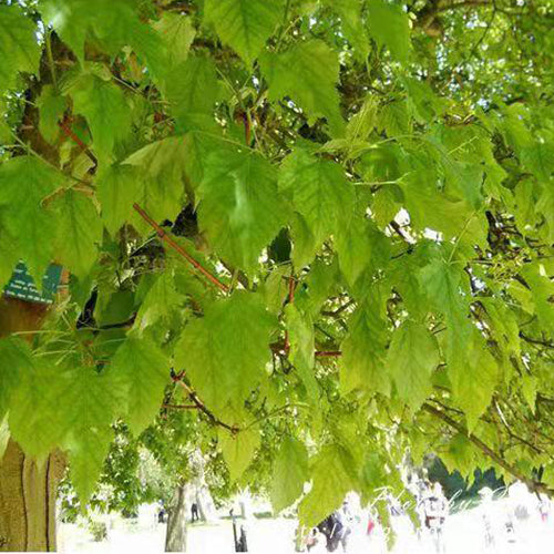 Acer ginnala & Amur maple Seeds