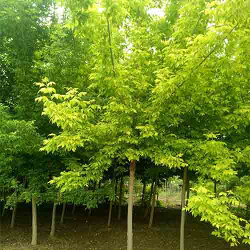 Acer negundo & Boxelder maple Seeds