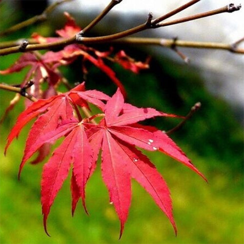 Acer pseudosieboldianum & Purplebloom maple Seeds