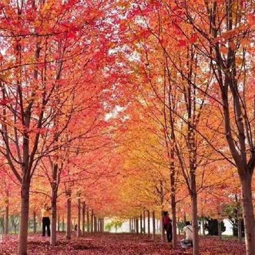 Acer saccharum & Sugar maple Seeds