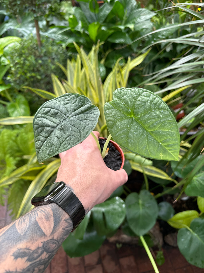 Alocasia Melo (Rhino Skin)