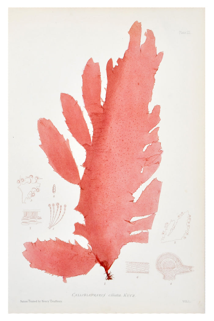 Calliblepharis Ciliata Seaweed Print, c. 1872 in - LEIF