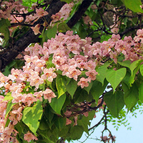 Catalpa-bungei-Manchurian-catalpa-Seeds