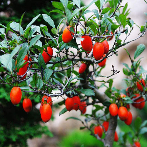 Diospyros-cathayensis-Seeds