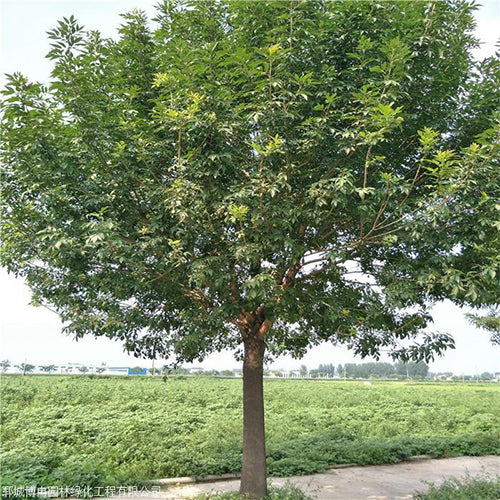 Fraxinus chinensis & Chinese ash Seeds