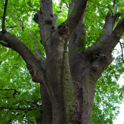 Gleditsia sinensis & Chinese honey locust seeds