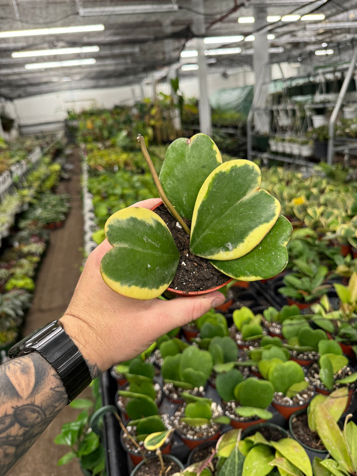 Hoya Kerrii Variegata