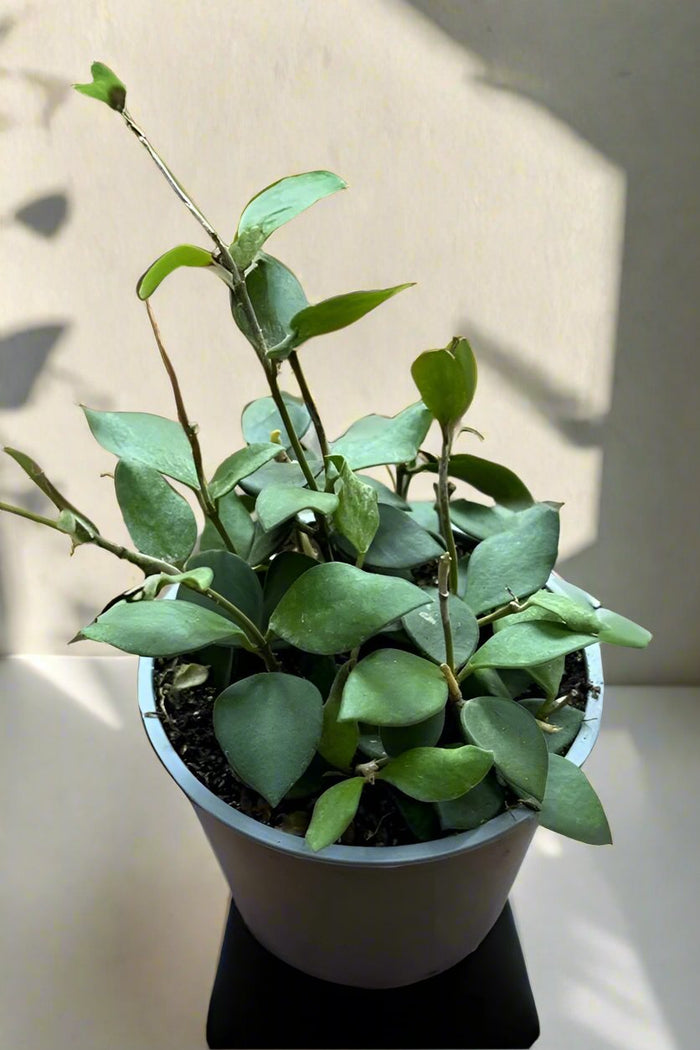 Hoya Nummulaioids