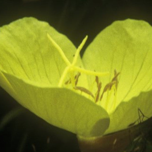 Missouri Primrose