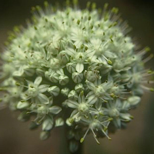 Onion