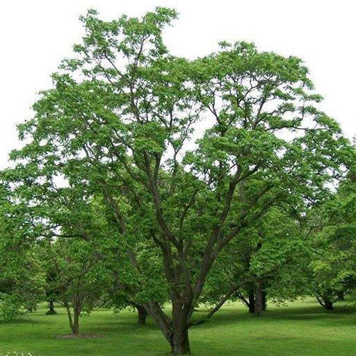 Phellodendron-amurense-Amur-cork-tree-Seeds