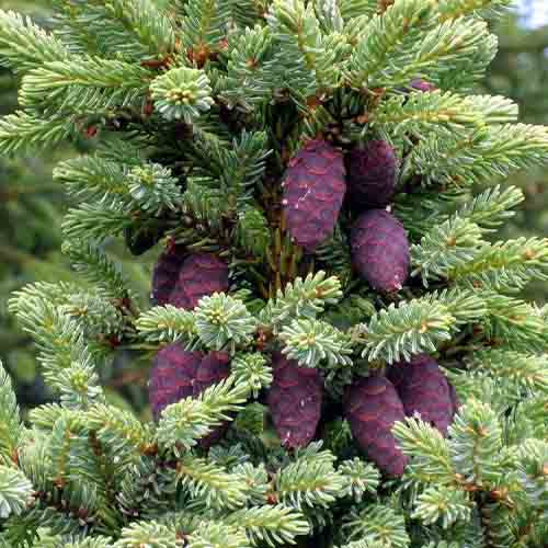 Picea asperata & Dragon spruce Seeds