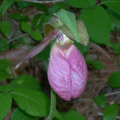 Pink Lady’s Slipper
