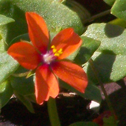 Scarlet Pimpernel