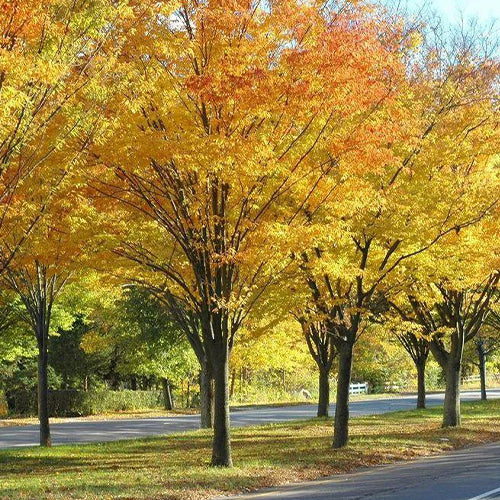 Zelkova serrata & keyaki Seeds