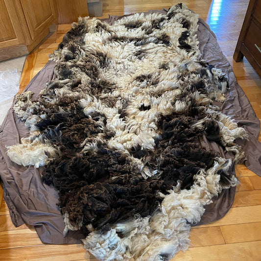 8.30.25 So Much Fleece! with Mel Duarte