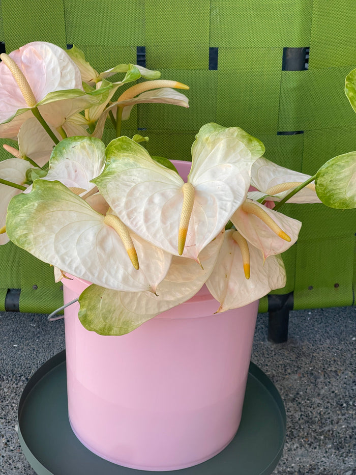 Anthurium