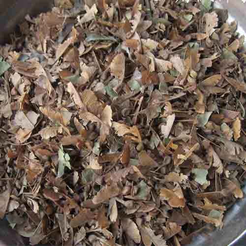 Trident maple Seeds