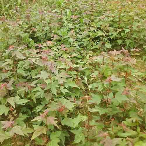 Acer buergerianum & Trident maple Seeds