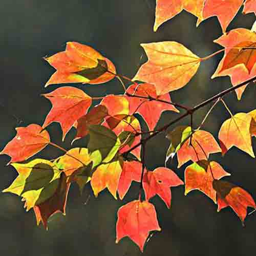 Acer buergerianum & Trident maple Seeds