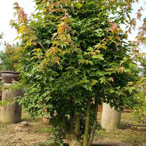 Acer buergerianum & Trident maple Seeds
