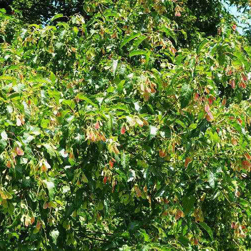 Acer ginnala