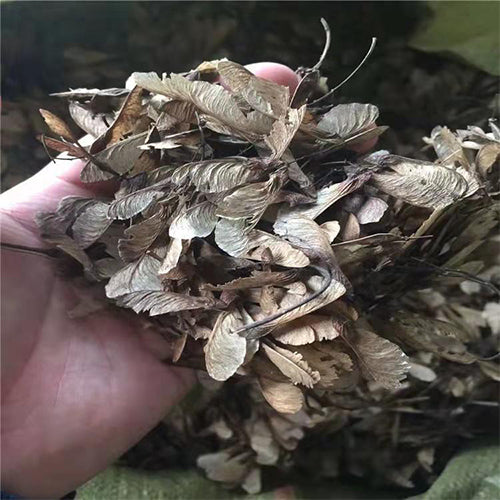 Acer ginnala & Amur maple Seeds
