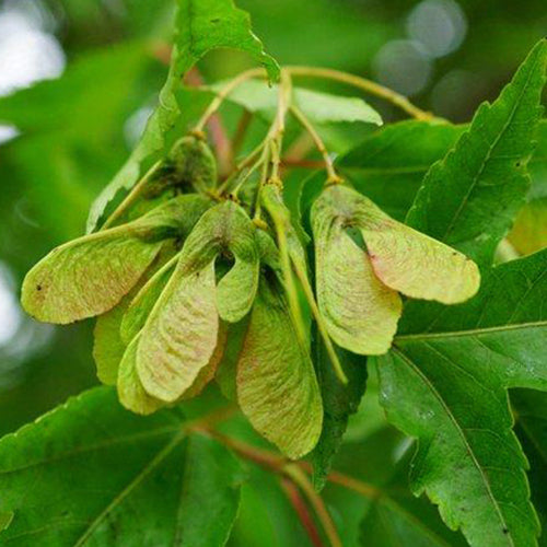 Acer ginnala & Amur maple Seeds