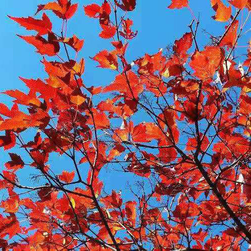 Acer ginnala & Amur maple Seeds