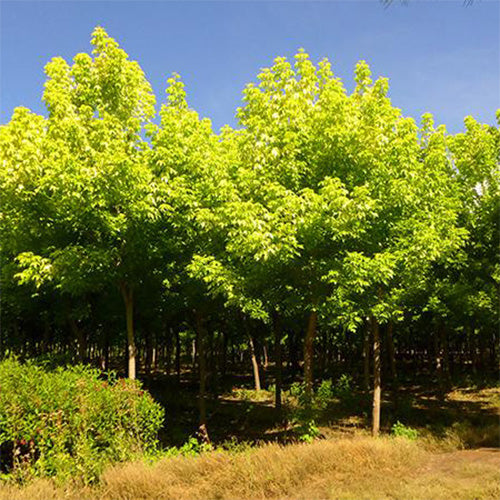 Acer negundo & Boxelder maple Seeds