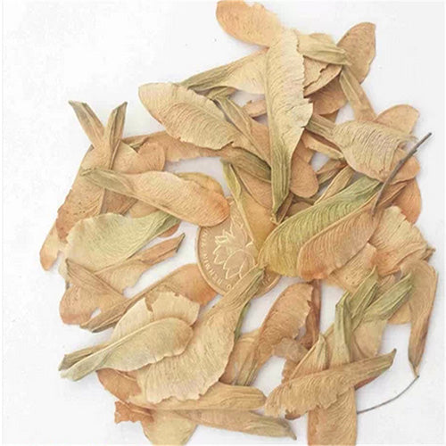 Acer negundo seeds, Boxelder maple Seeds