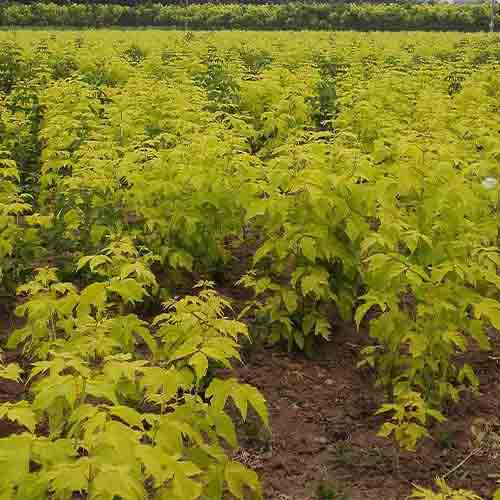 Acer negundo & Boxelder maple