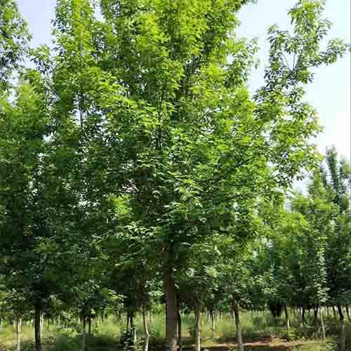Acer negundo & Boxelder maple Seeds