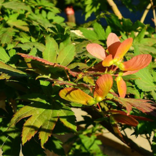 Korean Maple, Purplebloom maple Seeds