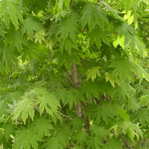 Acer pseudosieboldianum & Purplebloom maple Seeds