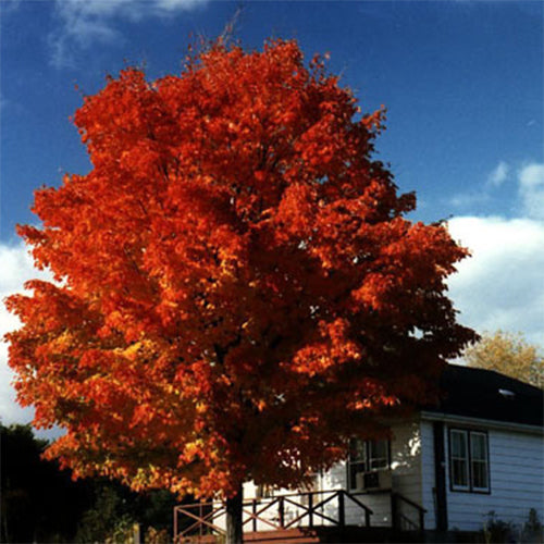 Acer saccharum & Sugar maple Seeds