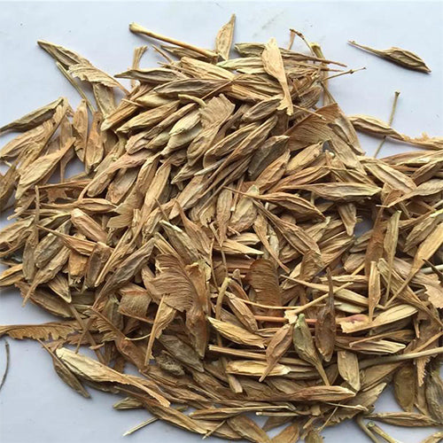 Sugar maple Seeds