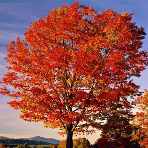 Acer saccharum tree