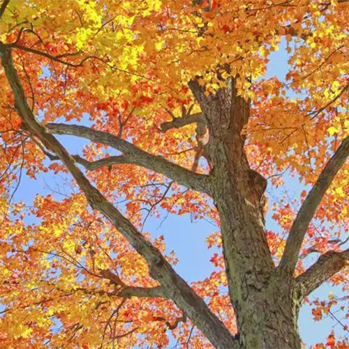 Sugar maple tree