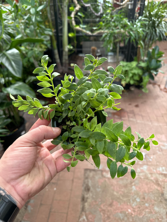 Aeschynanthus "Janine" Lipstick Plant