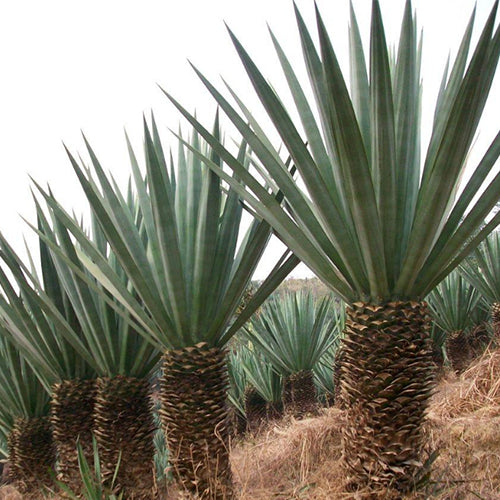 Agave sisalana & Sisal hemp Seeds