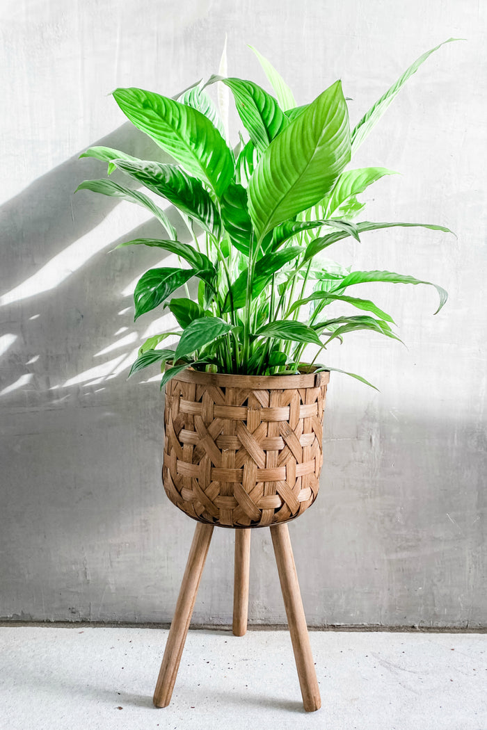 Accent Decor Bam Basket Plant Stand