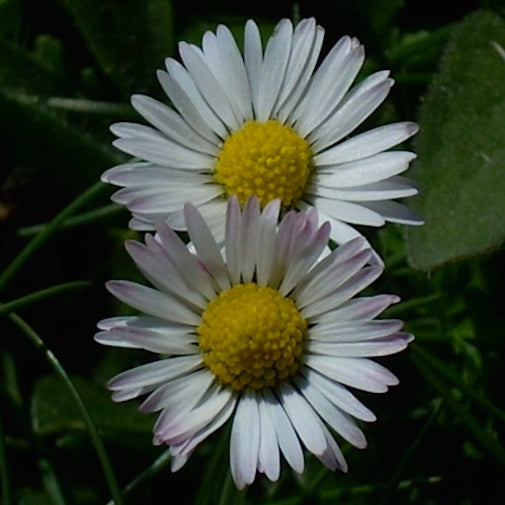 Bellis Perennis
