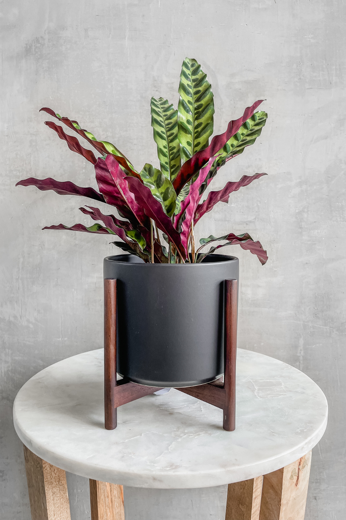 Calathea 'Lancifolia' 6"