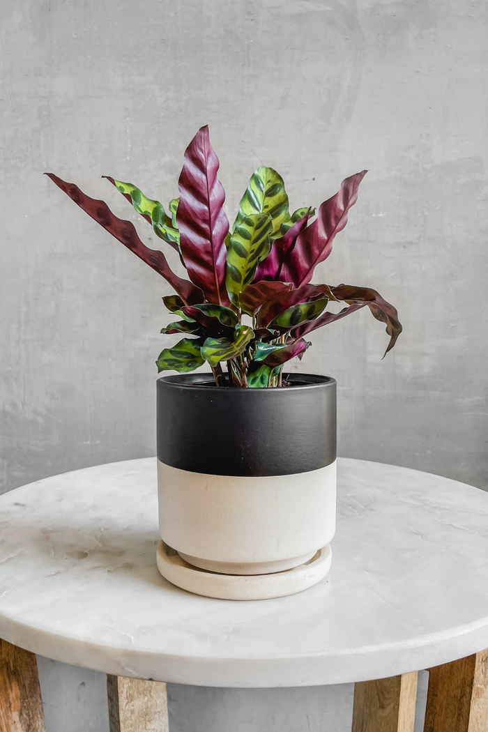 Calathea 'Lancifolia'
