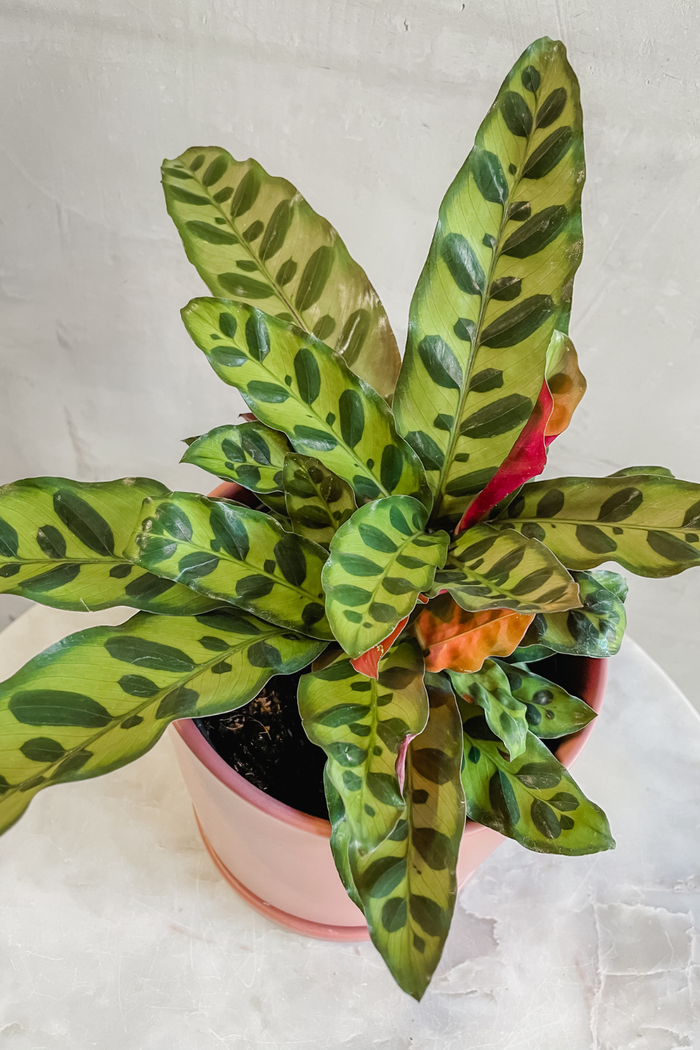 Calathea 'Lancifolia'
