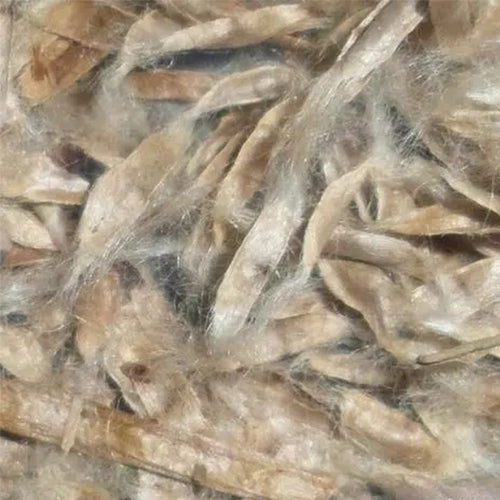 Catalpa-bungei-Manchurian-catalpa-Seeds