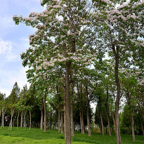 Catalpa-bungei-Manchurian-catalpa-Seeds