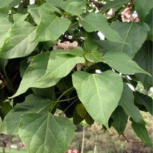 Catalpa-bungei-Manchurian-catalpa-Seeds