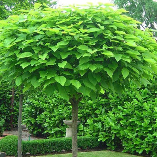 Catalpa-ovata-Yellow-catalpa-Seeds